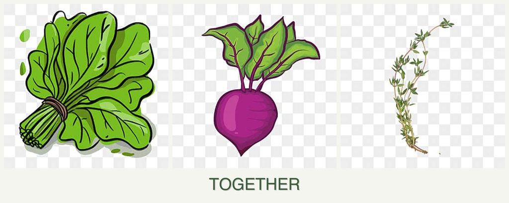 Can you plant spinach, beets and thyme together?