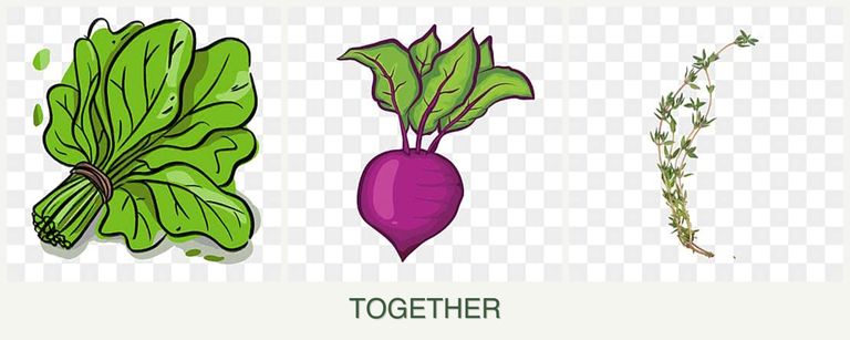 Can you plant spinach, beets and thyme together?