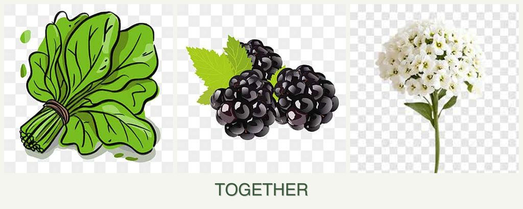 Can you plant spinach, blackberries and alyssum together?