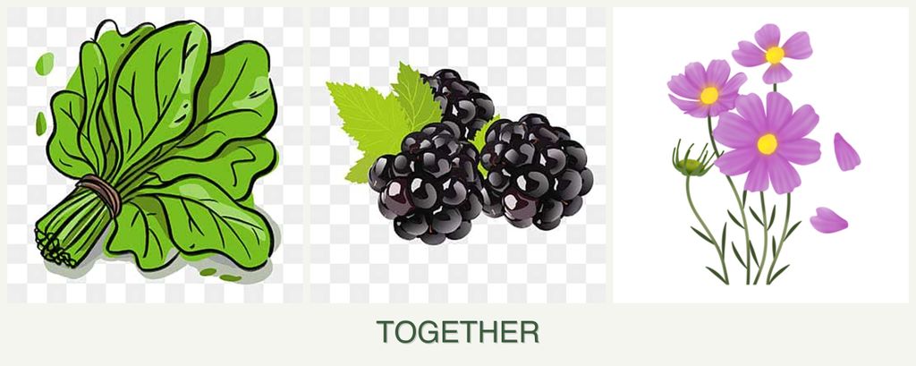 Can you plant spinach, blackberries and cosmos together?