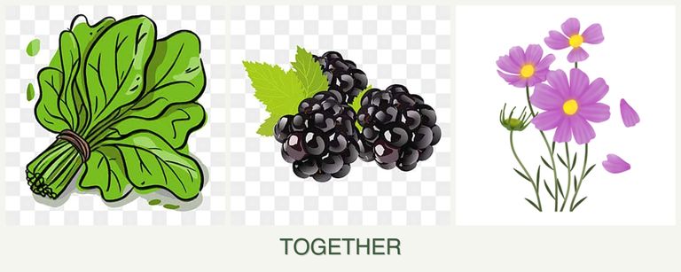 Can you plant spinach, blackberries and cosmos together?
