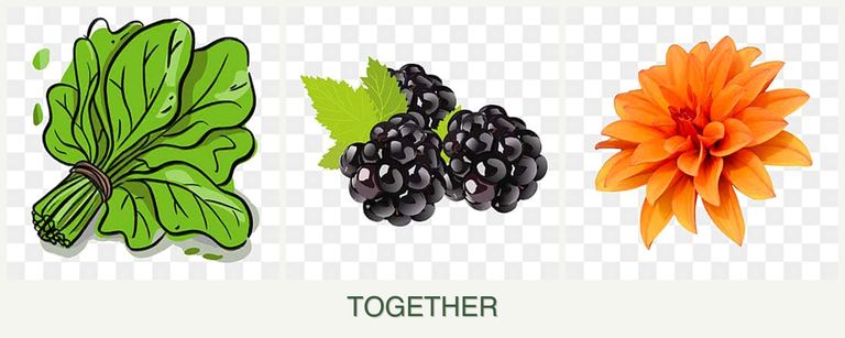 Can you plant spinach, blackberries and dahlias together?