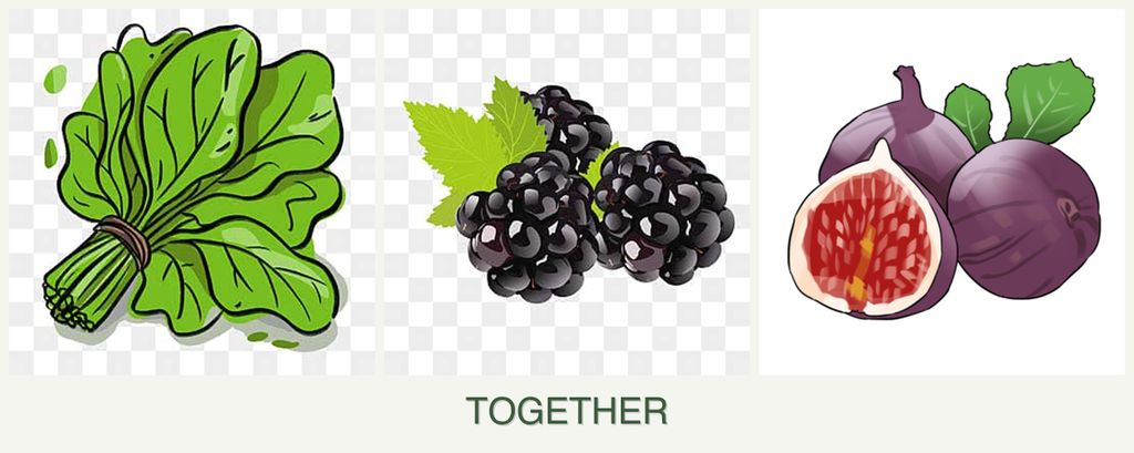 Can you plant spinach, blackberries and figs together?