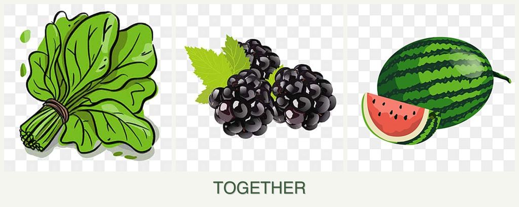 Can you plant spinach, blackberries and melons together?