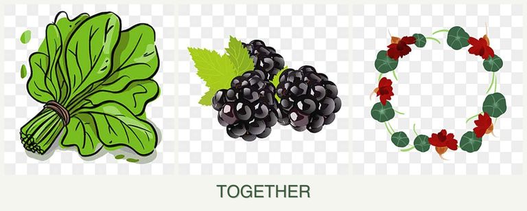 Can you plant spinach, blackberries and nasturtiums together?