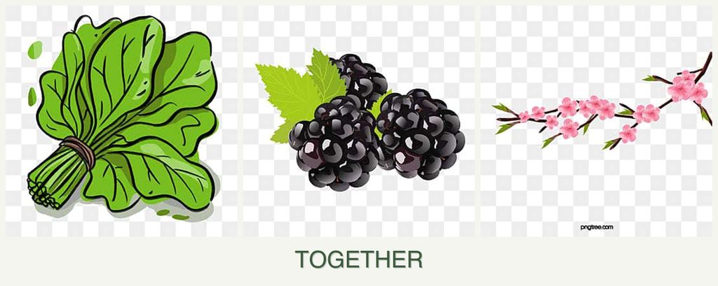Can you plant spinach, blackberries and peaches together?