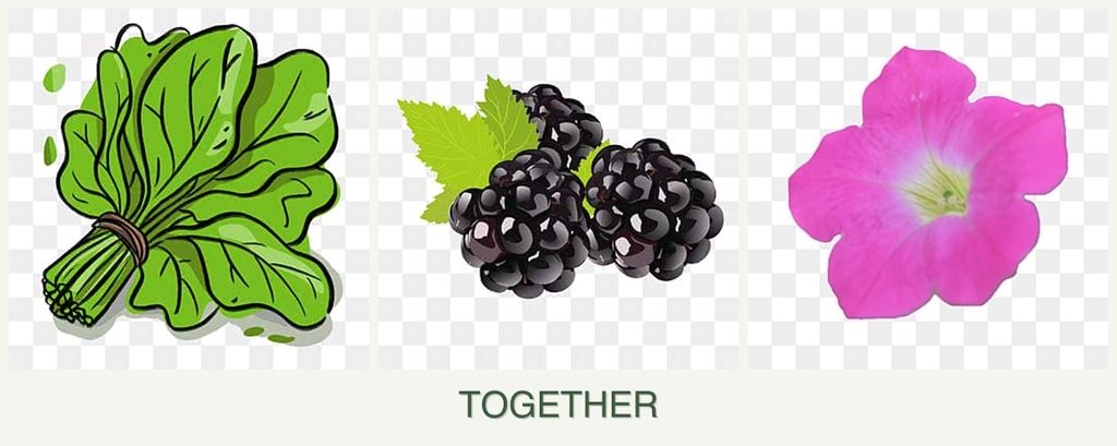 Can you plant spinach, blackberries and petunias together?