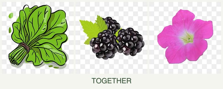Can you plant spinach, blackberries and petunias together?