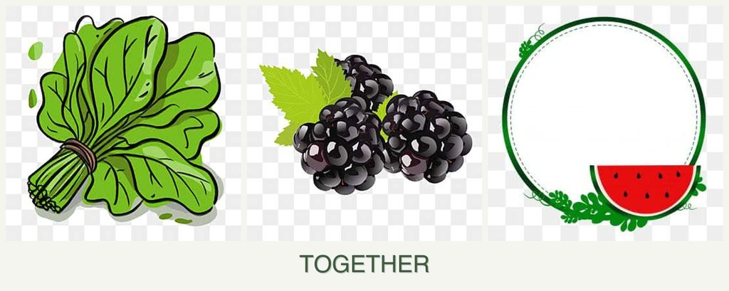 Can you plant spinach, blackberries and watermelons together?