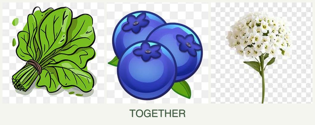 Can you plant spinach, blueberries and alyssum together?
