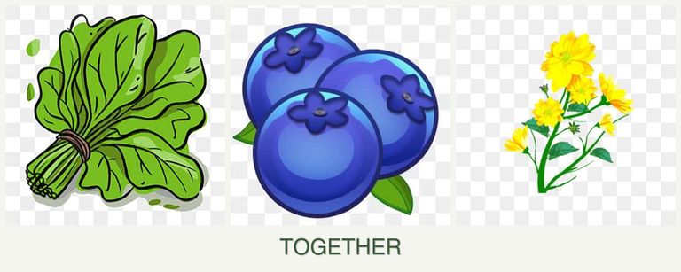 Can you plant spinach, blueberries and calendula together?