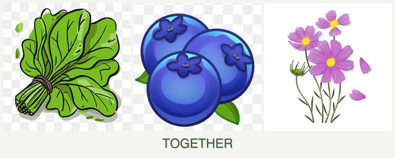 Can you plant spinach, blueberries and cosmos together?