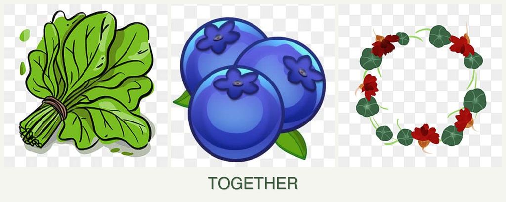 Can you plant spinach, blueberries and nasturtiums together?