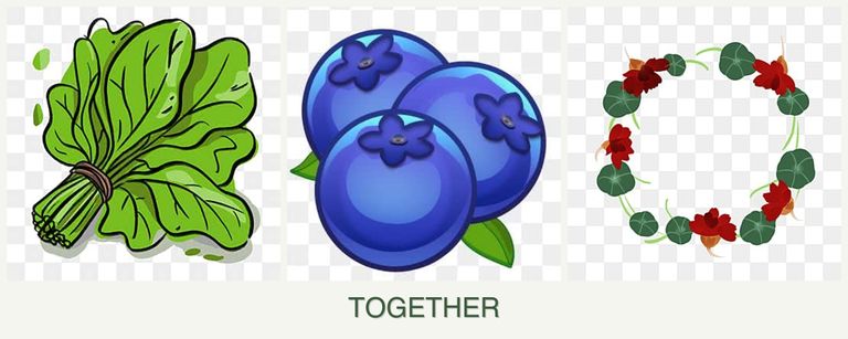 Can you plant spinach, blueberries and nasturtiums together?