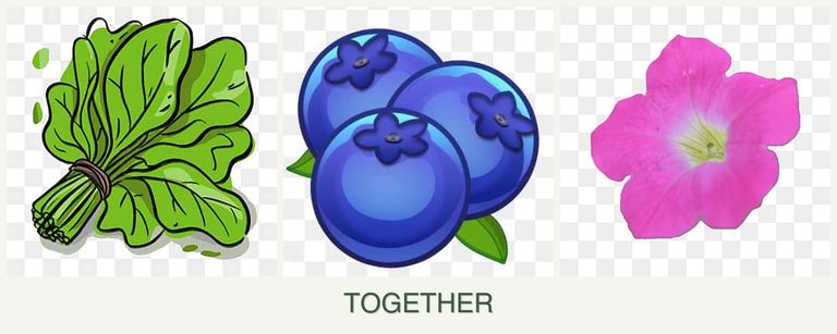 Can you plant spinach, blueberries and petunias together?