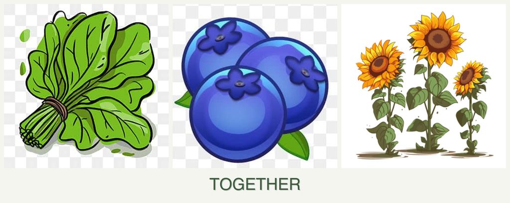 Can you plant spinach, blueberries and sunflowers together?