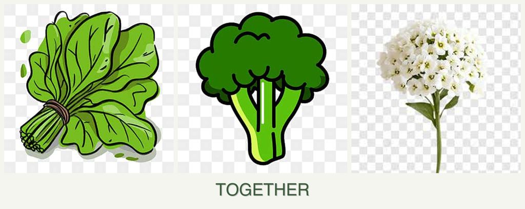 Can you plant spinach, broccoli and alyssum together?