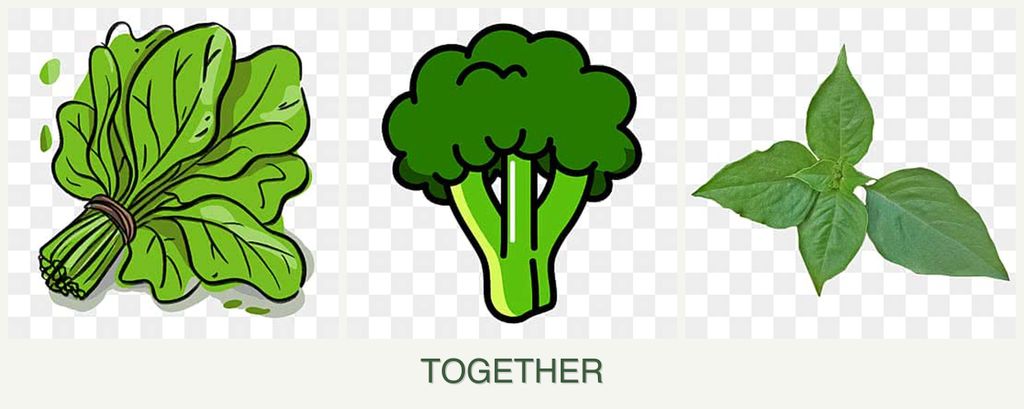 Can you plant spinach, broccoli and basil together?