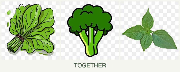Can you plant spinach, broccoli and basil together?