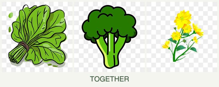Can you plant spinach, broccoli and calendula together?