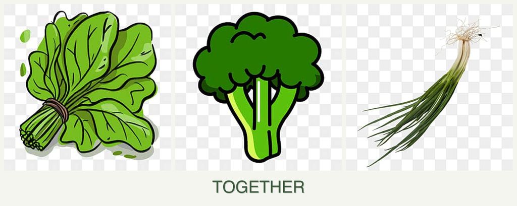 Can you plant spinach, broccoli and chives together?