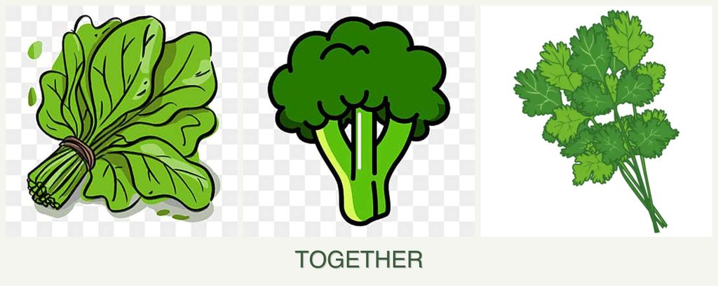 Can you plant spinach, broccoli and cilantro together?