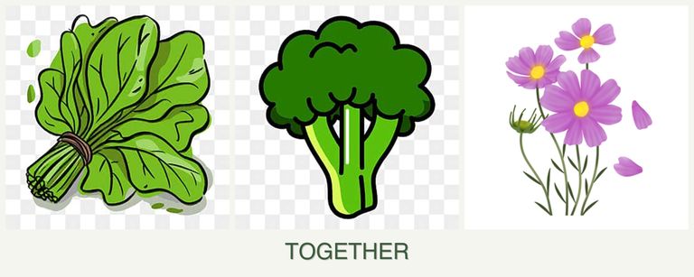Can you plant spinach, broccoli and cosmos together?