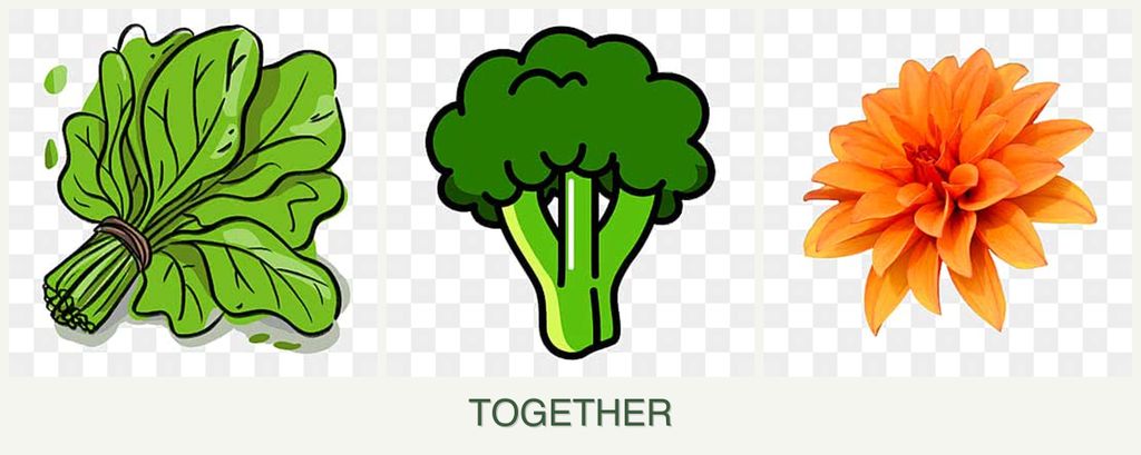 Can you plant spinach, broccoli and dahlias together?