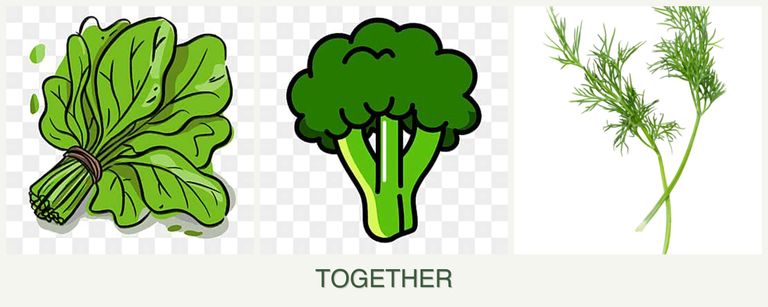 Can you plant spinach, broccoli and dill together?