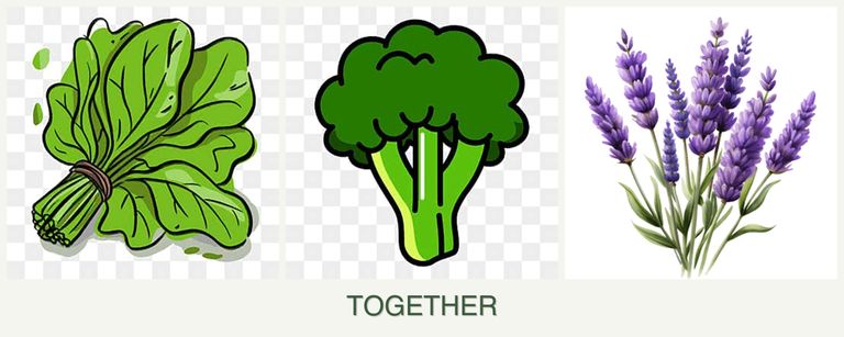 Can you plant spinach, broccoli and lavender together?