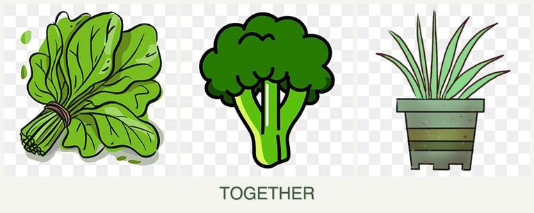 Can you plant spinach, broccoli and lemongrass together?