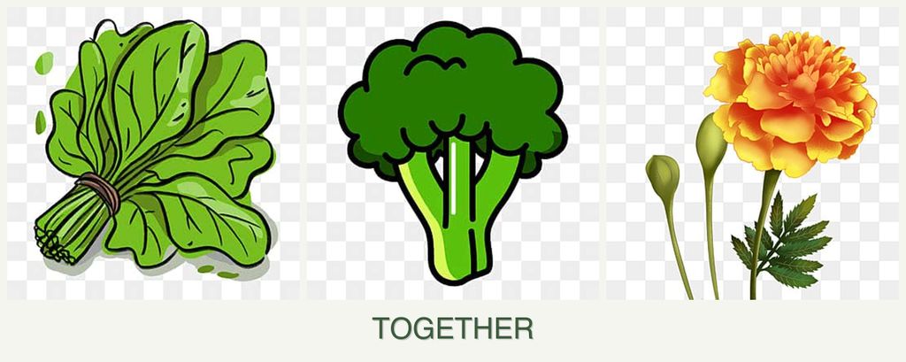 Can you plant spinach, broccoli and marigolds together?