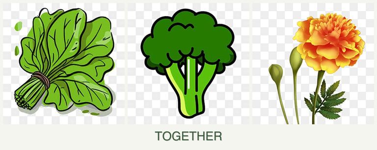 Can you plant spinach, broccoli and marigolds together?