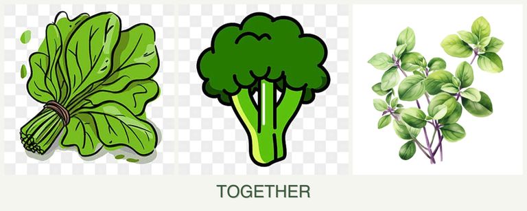 Can you plant spinach, broccoli and oregano together?