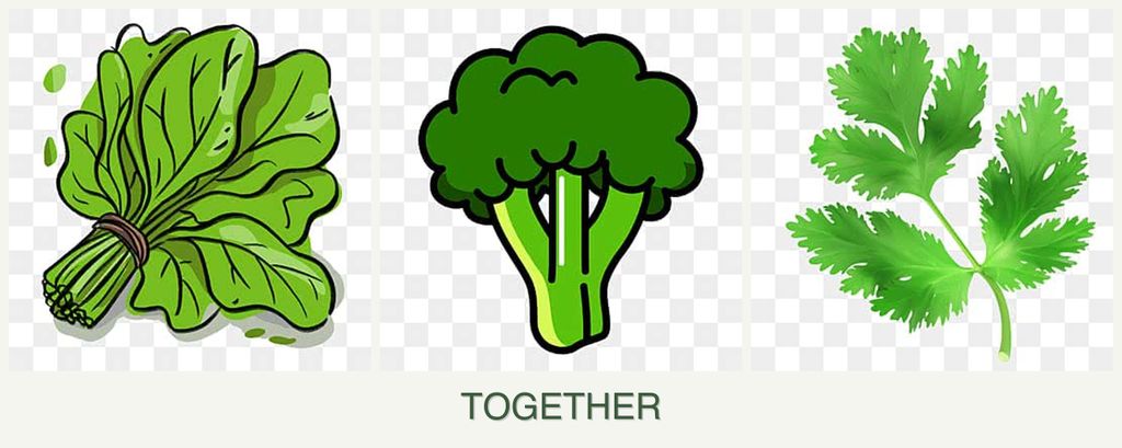 Can you plant spinach, broccoli and parsley together?