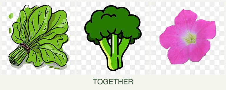 Can you plant spinach, broccoli and petunias together?