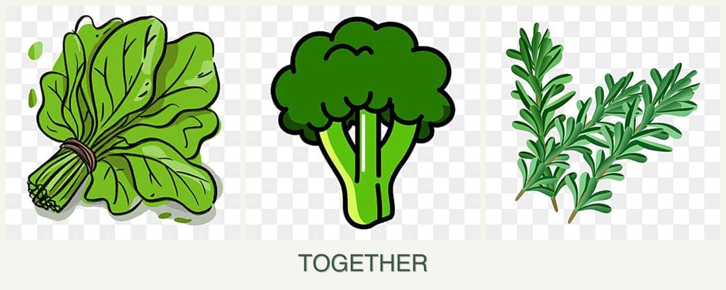 Can you plant spinach, broccoli and rosemary together?