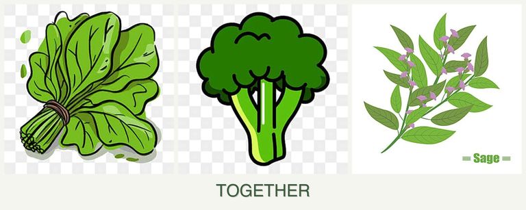 Can you plant spinach, broccoli and sage together?