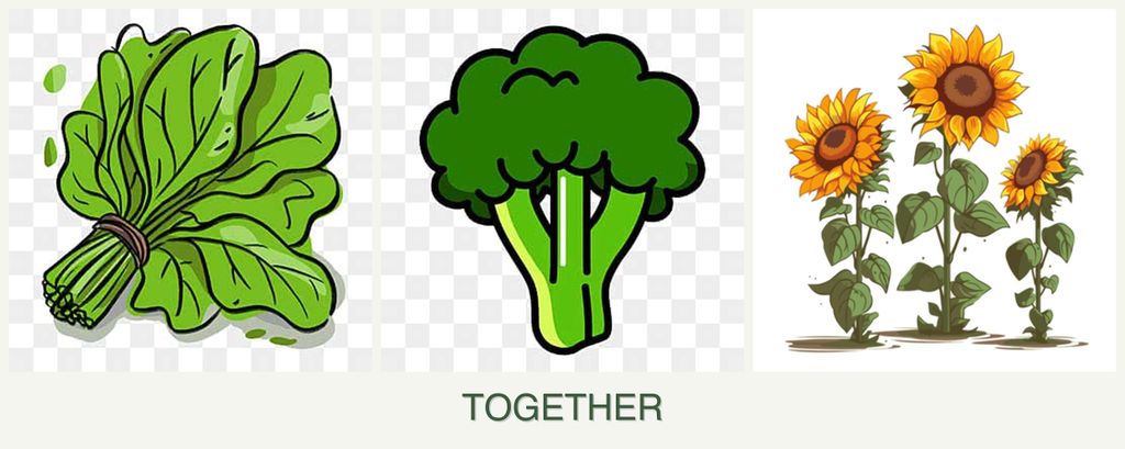 Can you plant spinach, broccoli and sunflowers together?