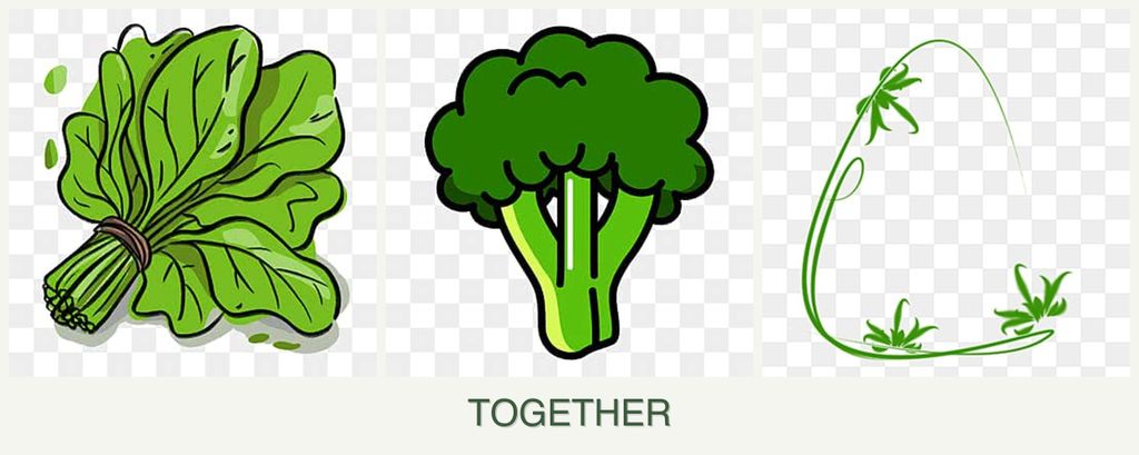 Can you plant spinach, broccoli and tarragon together?