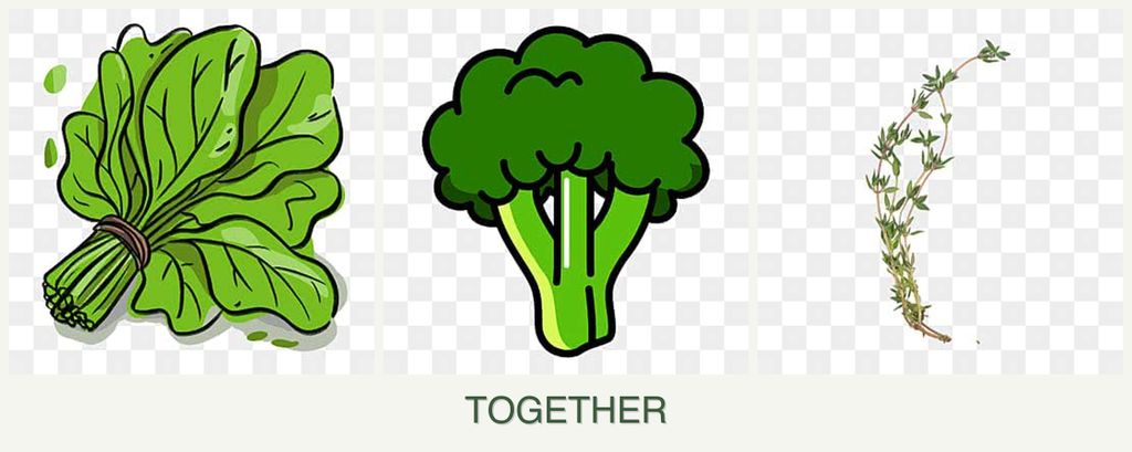 Can you plant spinach, broccoli and thyme together?