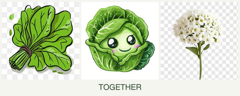 Can you plant spinach, cabbage and alyssum together?