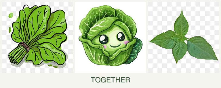 Can you plant spinach, cabbage and basil together?