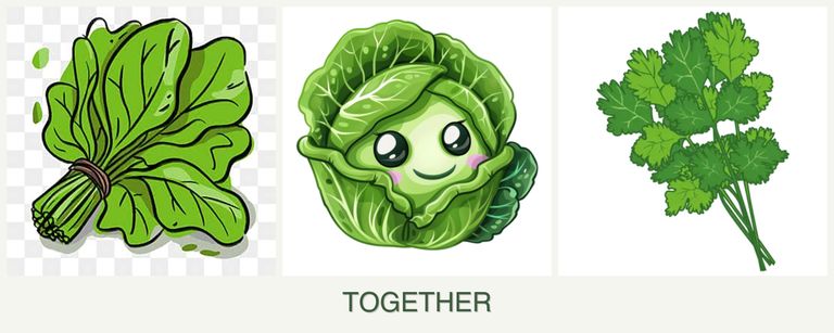 Can you plant spinach, cabbage and cilantro together?