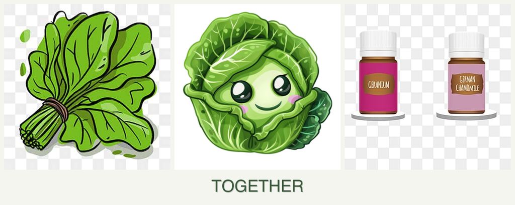 Can you plant spinach, cabbage and geraniums together?