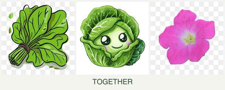Can you plant spinach, cabbage and petunias together?
