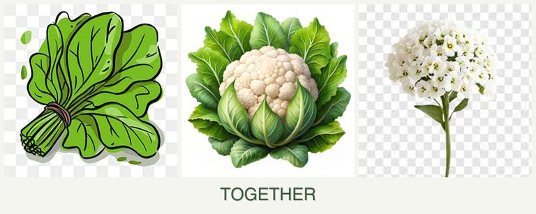 Can you plant spinach, cauliflower and alyssum together?