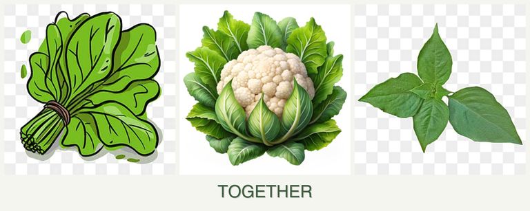 Can you plant spinach, cauliflower and basil together?