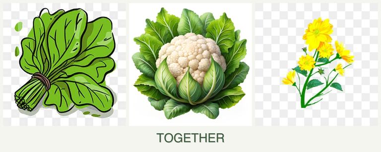 Can you plant spinach, cauliflower and calendula together?