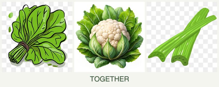 Can you plant spinach, cauliflower and celery together?